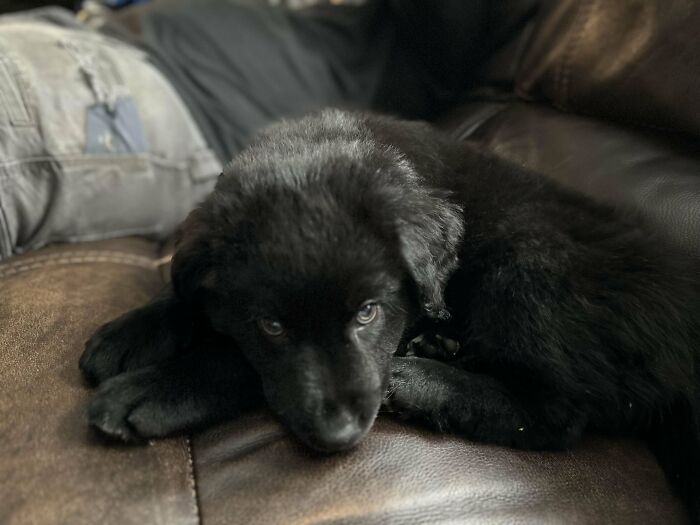 Adopted A Puppy For New Years