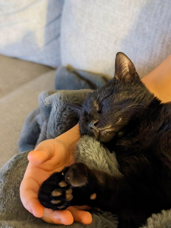 (Oc) I Adopted Two Voids, This One Is Mittens