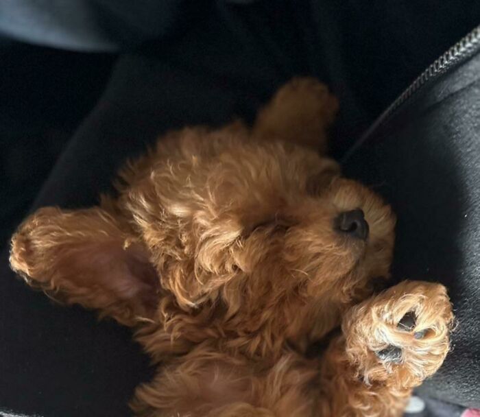 Yesterday I Adopted A Toy Poodle Puppy, Meet Ginger! She’s Tiny, Adorable, Calm, Playful, And A Huge Sweetheart!
