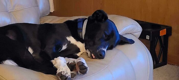 Any Idea What Kind Of Cat I Just Adopted?