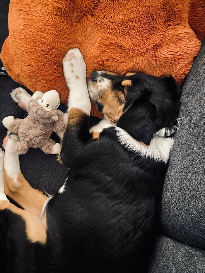 I Adopted 4 Month Old Henry Yesterday And He’s Settling In Quite Nicely