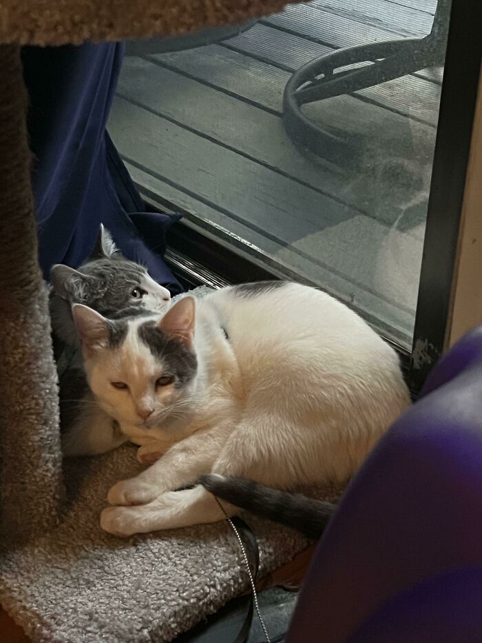 Here’s Our Newly Adopted Stray Kittens Romeo And Juliet