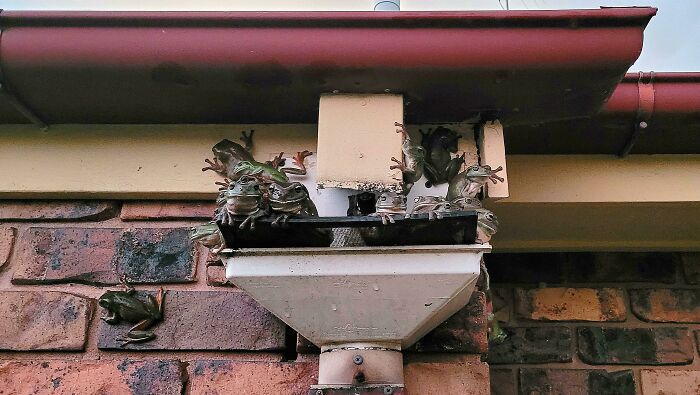 ¡Adivina cuál es el príncipe!