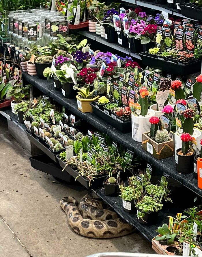 Bunnings realmente vende de todo