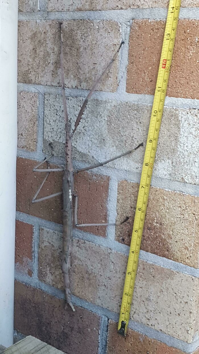 Estaba cortando el césped y descubrí este enorme insecto palo, ~ 35cm