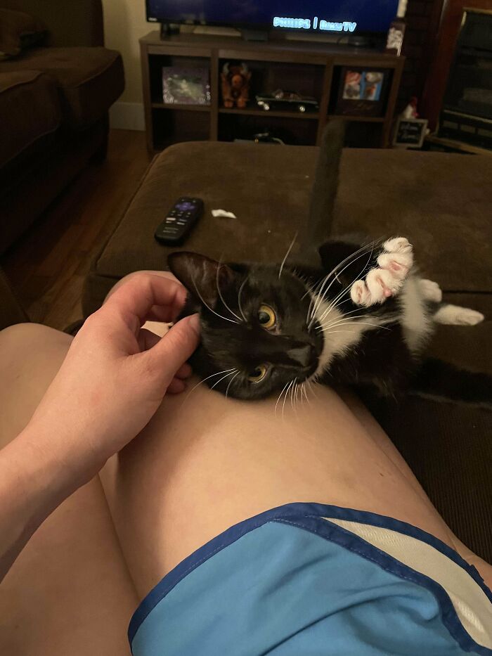 I’ve Wanted A Cat For A While. Rescued This Girl From The Shelter. Meet Socks!!! She’s A Year Old And I Just Brought Her Home Today