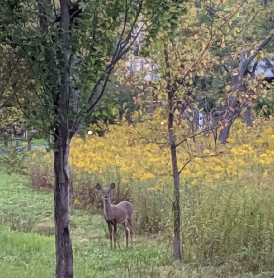 Accidentally Impressionist Photo Thanks To High Zoom