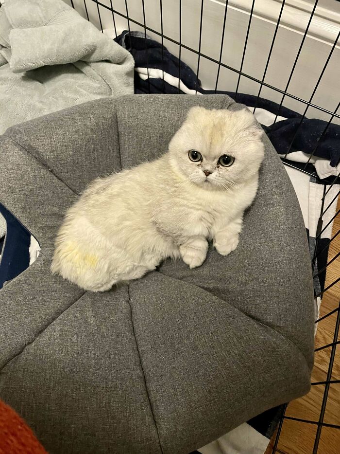 Meet Mochi, Our Adorable Rescue Kitty With Three Legs, No Ears, And No Tail