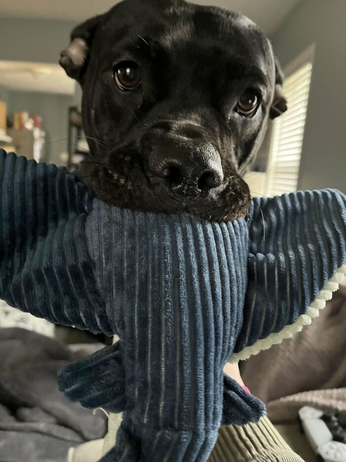 Rescued This Girl From The Animal Control Shelter One Week Ago - Her ‘Aww’ Factor Has Only Increased As We’ve Gotten To See Her Lovely, Silly, Personality Really Come Out