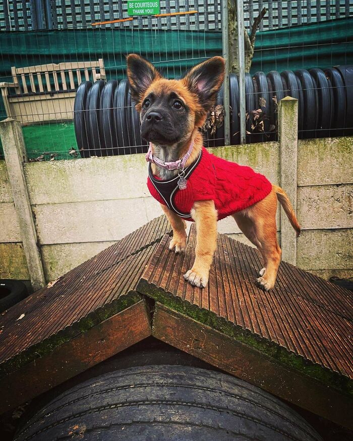 My Little Rescue Girl. Them Ears Though