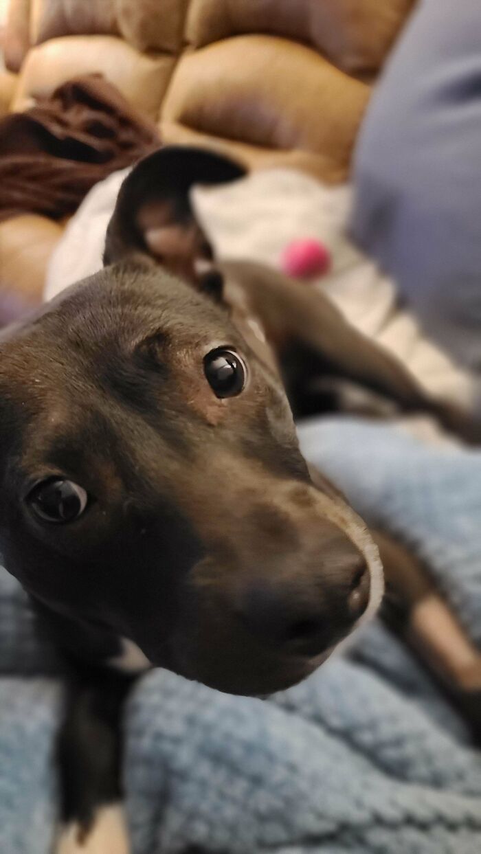 Hi Reddit, Meet Morgan, My First Dog Ever!! We Rescued This Sweet Girl From The Shelter Last Week, And We Are All In Love!