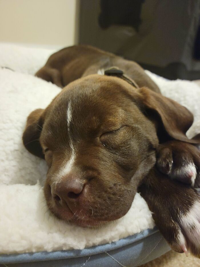 Our New Rescue Pup, Otis!