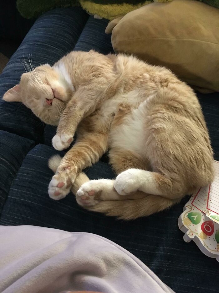 Our Rescue Has Been With Us For One Week Now