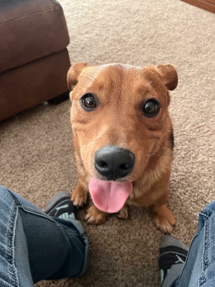 Newest Rescue - Cooper The Pooper