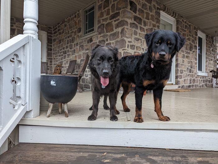 Just Rescued This Rottweiler Mix. His Growth Was Severely Stunted Due To A Neglectful Owner, But He's A Happy Boy