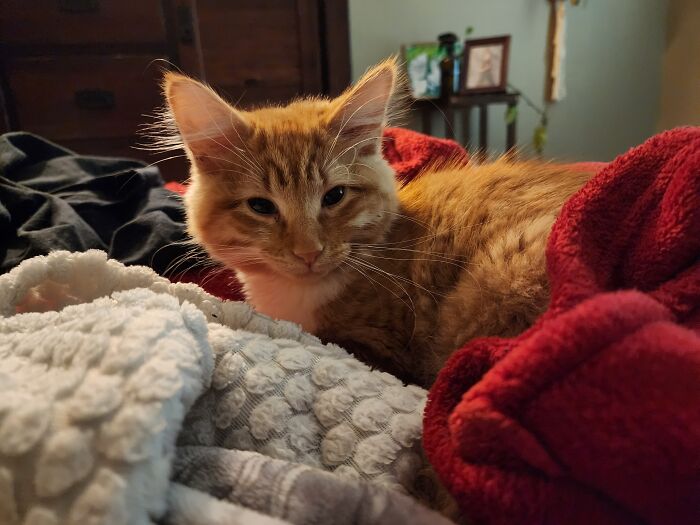 This Lil Stray Floof Found His Way 15mi From My Home... In My Car.. Cos I Rescued Him On The Street