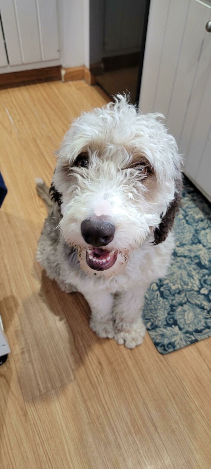 Our New (To Us) Rescue, Hazel