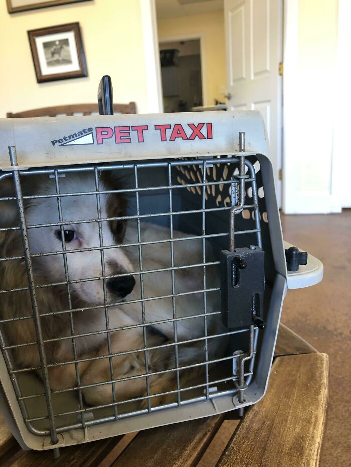 Lucky-Gee The Day I Pulled Him Off The Streets. Took Him Straight To The Vet. Best Kind Of Rescue, Imo. Cost The City Nothing