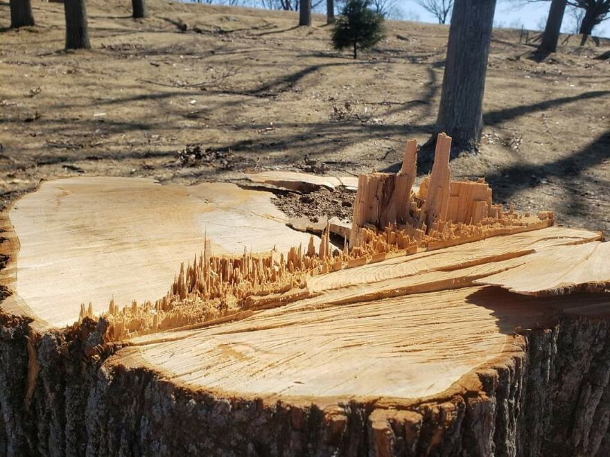 This Tree Stump Looks Like A Really Cool Skyline