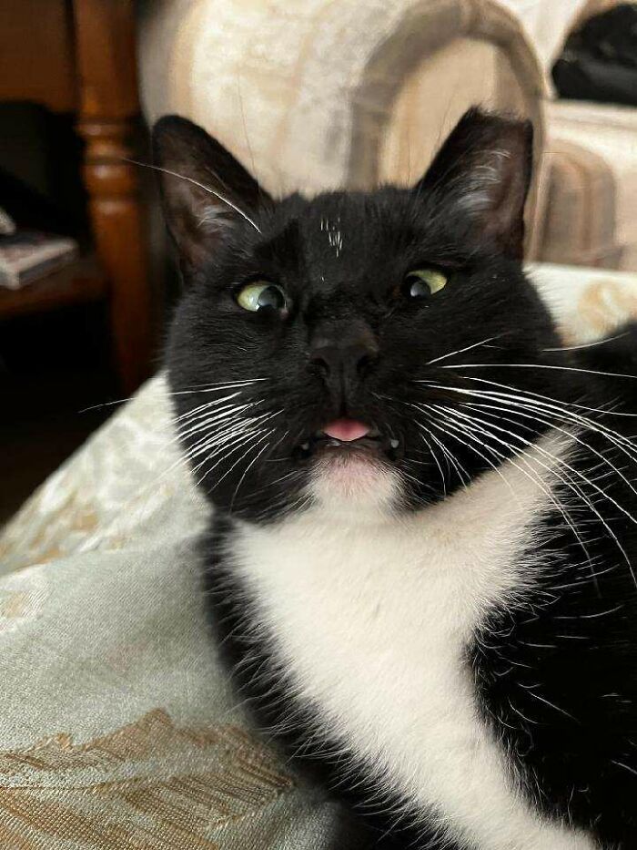 Meet Vanya, The Catch And Release Stray I Adopted From The Alley Behind My House