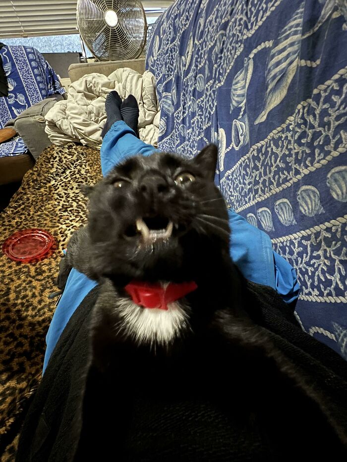 Newly Adopted Cat (Dubh) Mid-Yawn