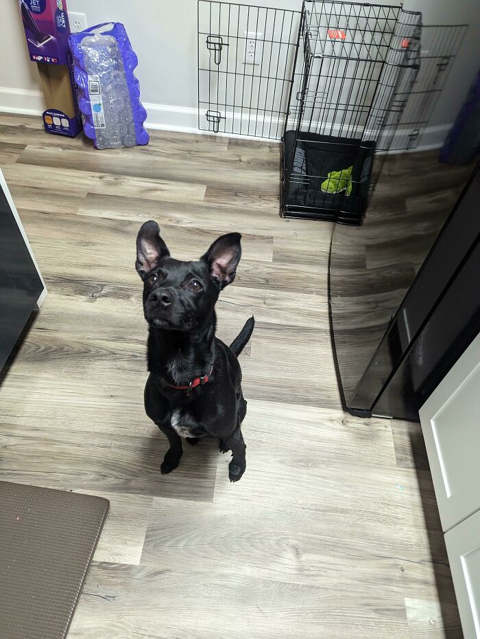 Just Adopted This Little Dude Today!