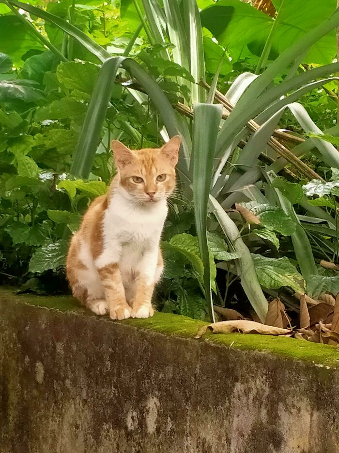 Yen, The Cat I Adopted,still Afraid Of People But He Know My House Is A Safe Zone And Food Available