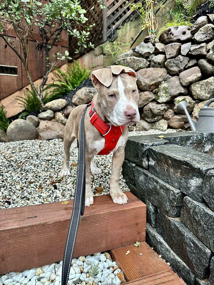 This Is Tango. We Just Signed His Adoption Papers