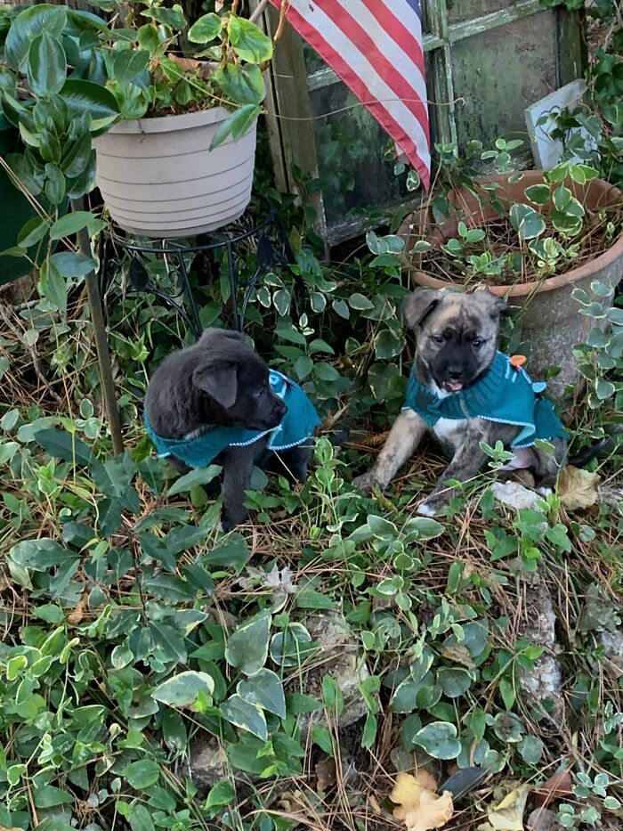 Adopted These Two Little Ladies From Our Local Shelter, Their Momma Was A Collie/Shepherd Mix But We’re Thinking The Dad Was Definitively A Pittie