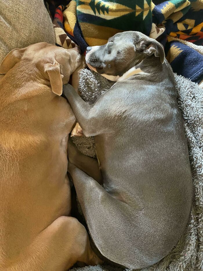 My Senior Rescue And Puppy Rescue Are Soulmates