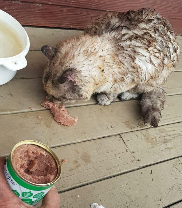 Nuestra gata llegó a casa después de desaparecer en los incendios durante 7 noches. Está quemada pero debería vivir. Pensamos que la habíamos perdido cuando el fuego consumió la mayor parte de nuestra propiedad. La mejor sensación al salir y verla viva