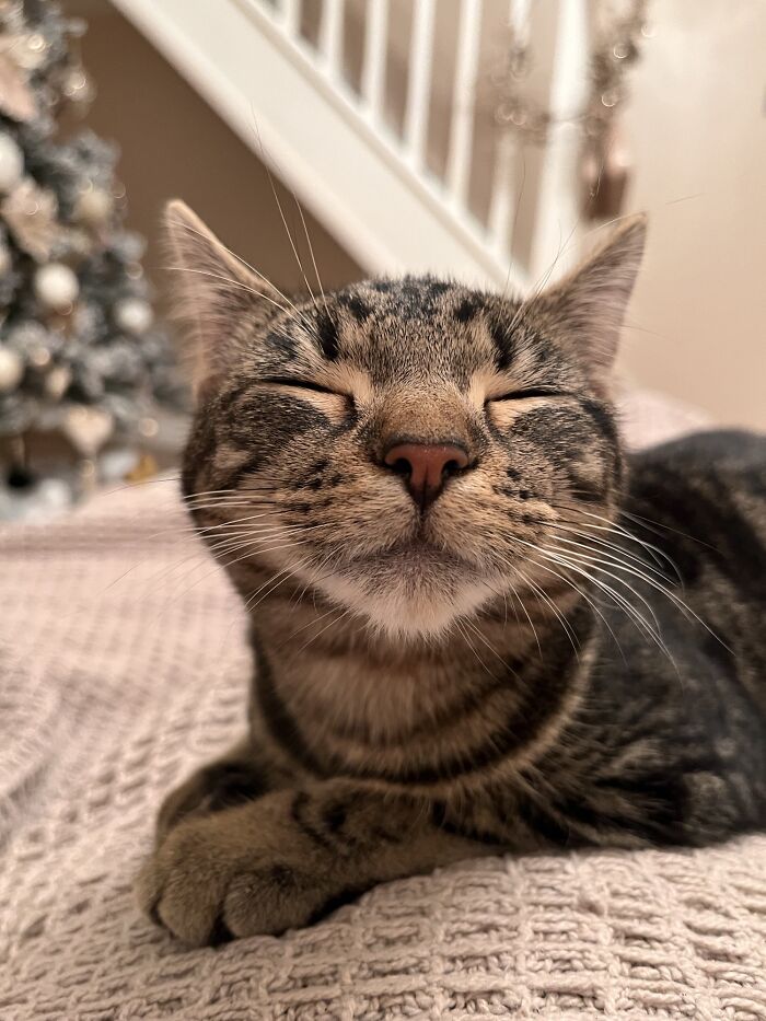 We Adopted A Cat - Here’s Ava On Her First Night With Us!