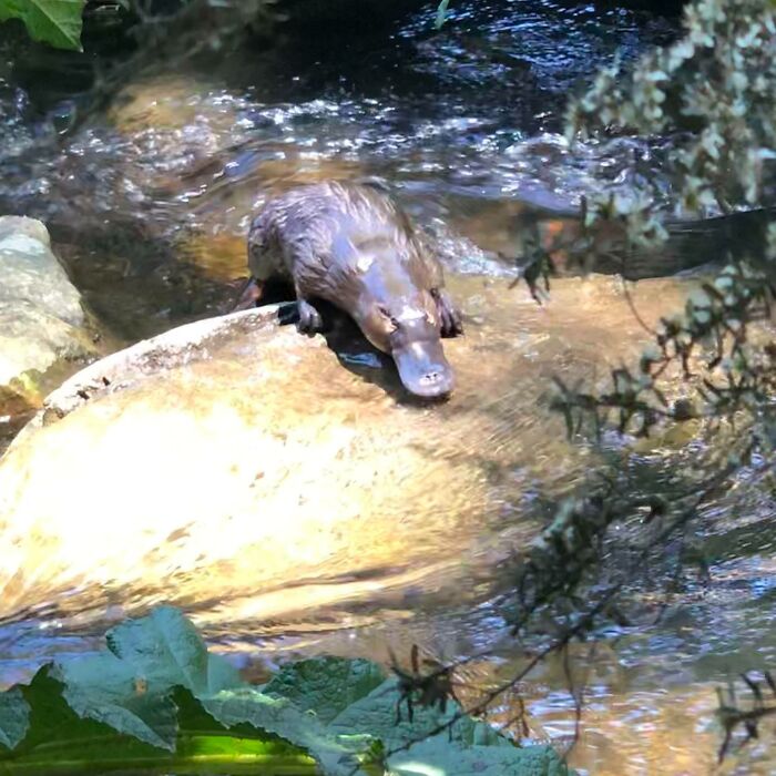 ¡He visto mi primer ornitorrinco! Hobart, Tasmania