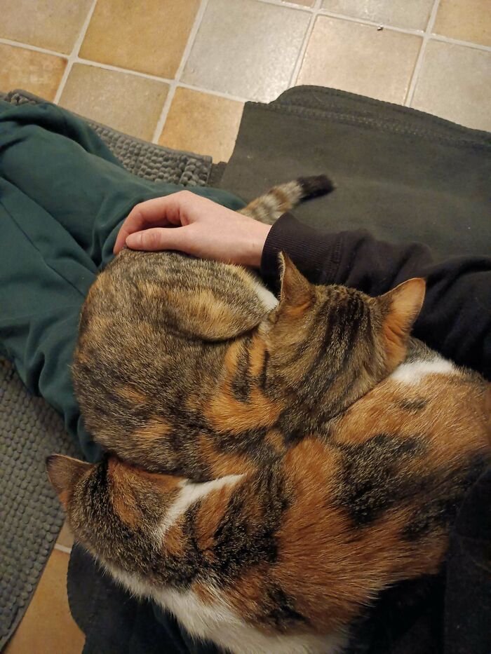 Got My Two Girls Neutered Today. Adopted Them About 10 Days Ago. I Was Afraid They Would Hate Me For It And That I Lost Their Trust. This Is How They Are Recuperating 2 Hours After The Operation