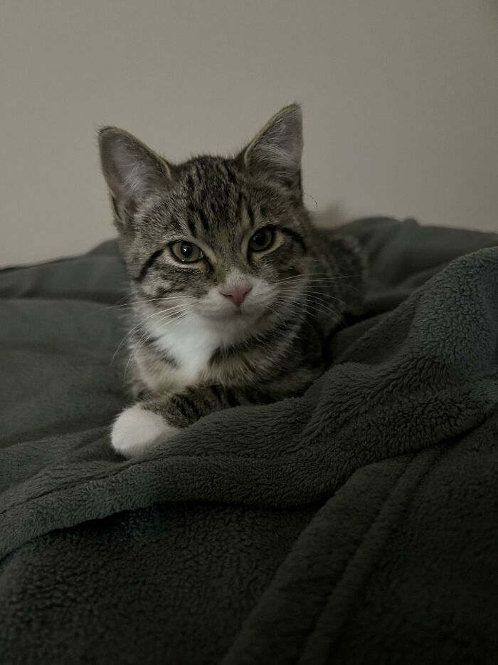 Over The Summer My Cat Sneaky Passed Away After 11 Years Of Being With Us. To Ring In The New Year I Thought I Would Adopt A Kitten In His Honour. Meet Shiba