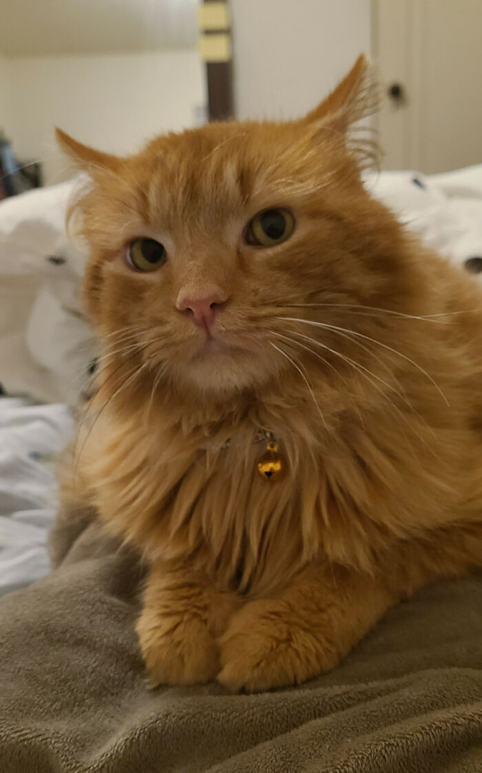 My Previous Cat Passed Away Last Month. Wasn't Exactly Ready To Adopt Again But Couldn't Resist Bringing This Guy Home Today. Meet Corndog!