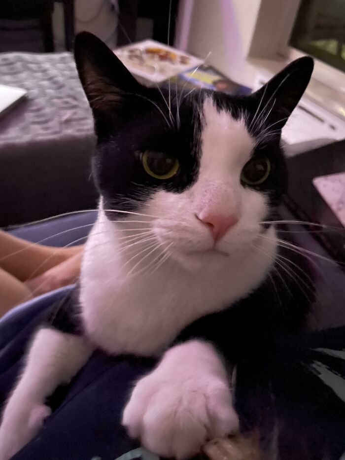 I’m A Foster Fail. I Was Fostering Wilson, He Got Adopted And Then Returned, And Now I’ve Signed The Papers And Decided He’s Mine Forever