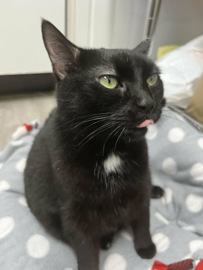 Meet Yuna!! I Adopt Her On Sunday And I Couldn’t Be More Excited!! She’s My First Cat That Belongs Fully To Me :) (I Did Grow Up With Cats All My Life Though)