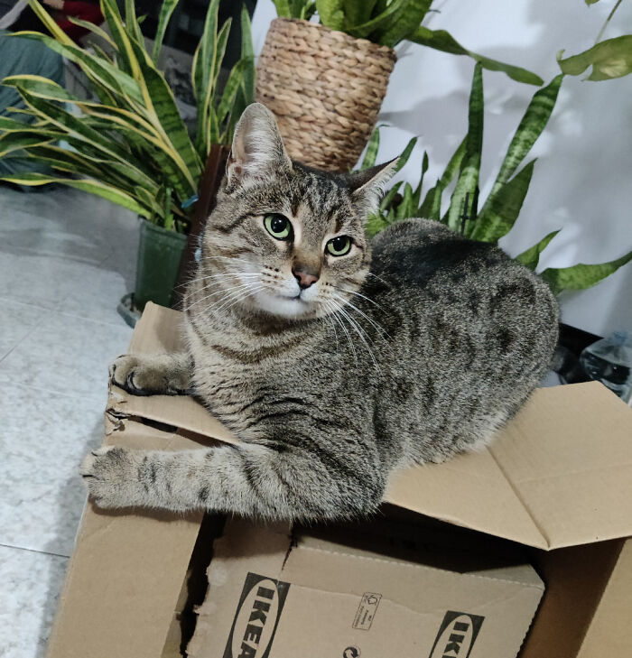 Just Adopted My First Cat! Welcome Home Milo