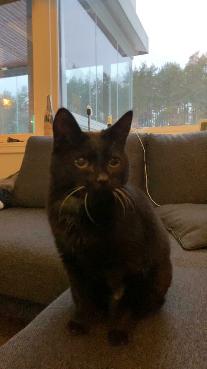 I Adopted This 14 Year Old Cat Last Week. Beautiful Old Lady Who Loves To Snuggle