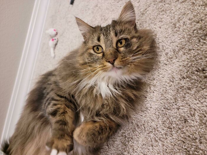 This Is Margo! We Adopted Her Today