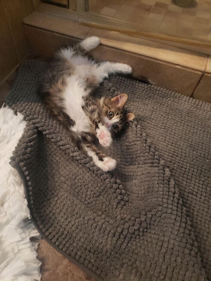 Remember Beaker From A Little Bit Ago? Update: We Adopted Her!