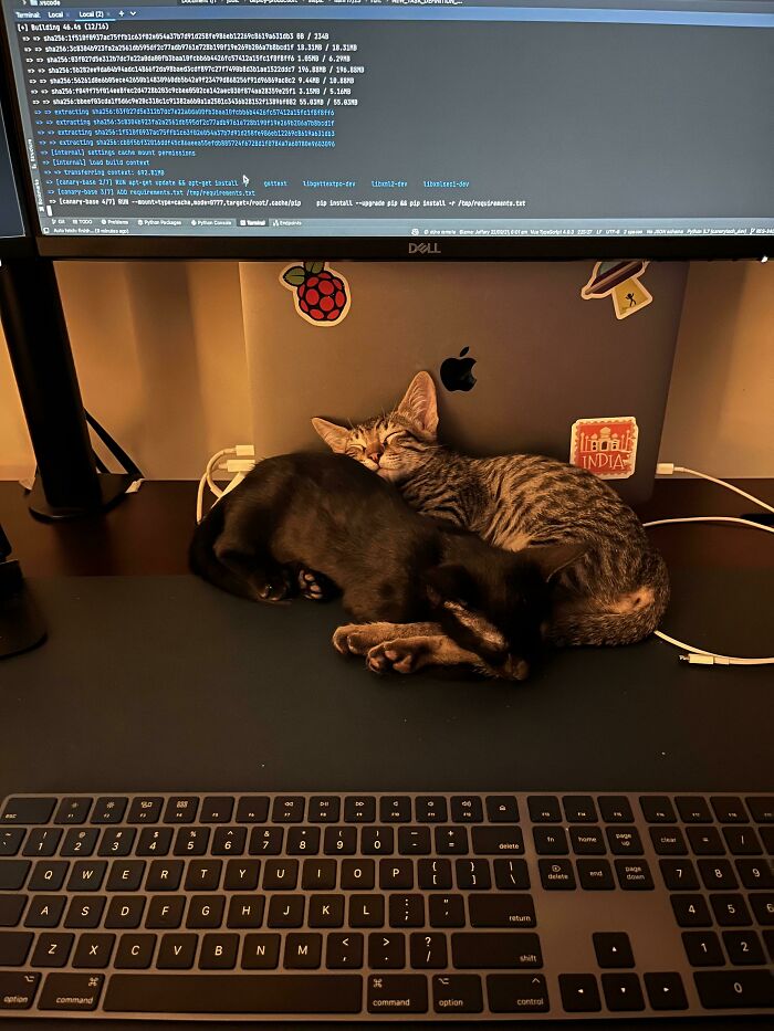 Help Us Name Two Shmol Brothers We Adopted