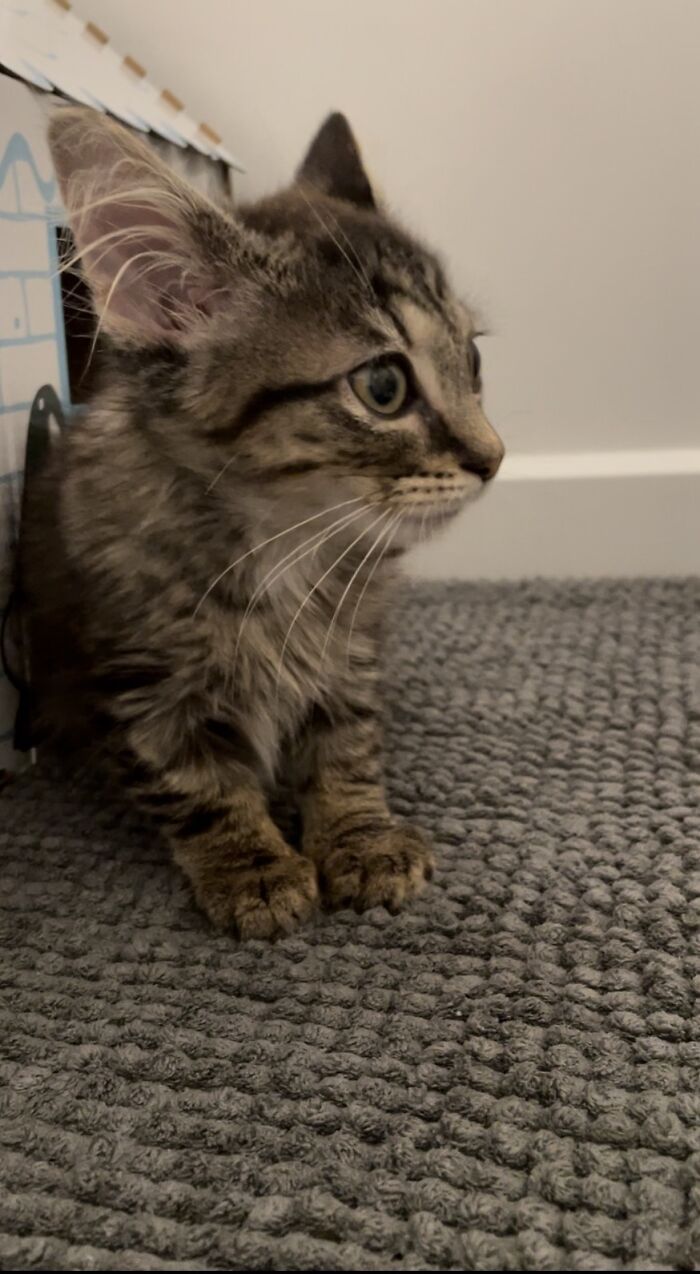 Two Weeks After Adopting Our First Kitten, We've Adopted A Second! This Is Zelda! [10 Weeks Old]