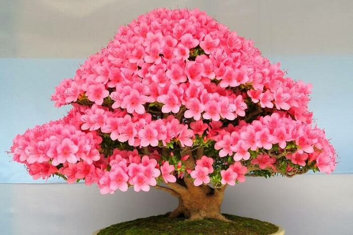 Bonsai Tree