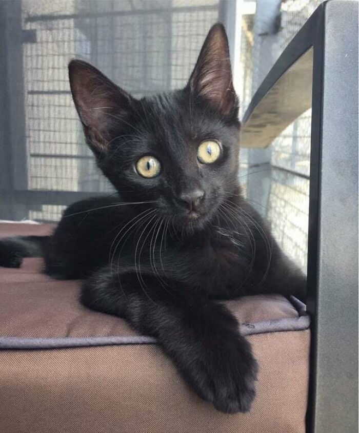 This Is Fish. She Has Big Ears And Is Evil