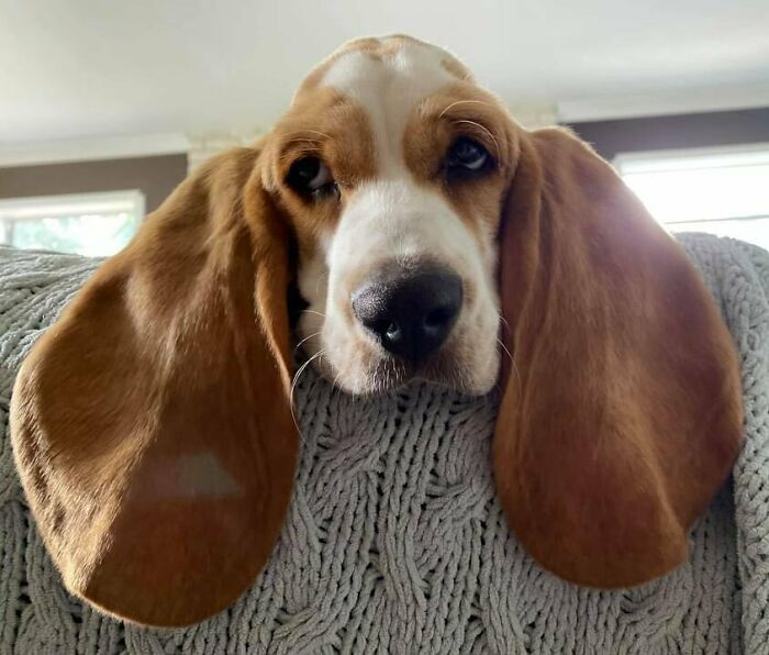 This Dog With Big Ears