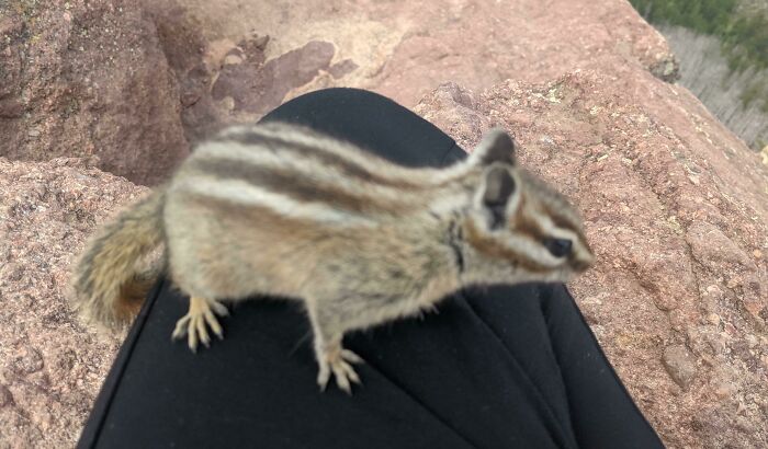 Wild Chipmunk On My Knee