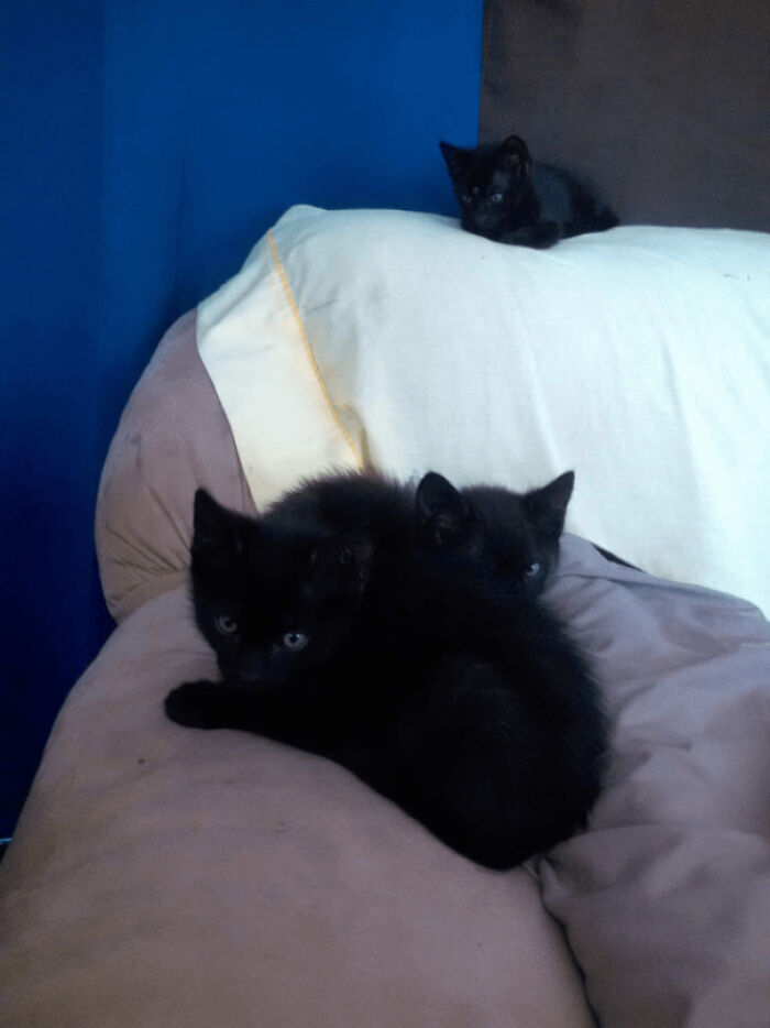 Couldn't Decide Which To Adopt, So I Kept The Family Together & Adopted All 3