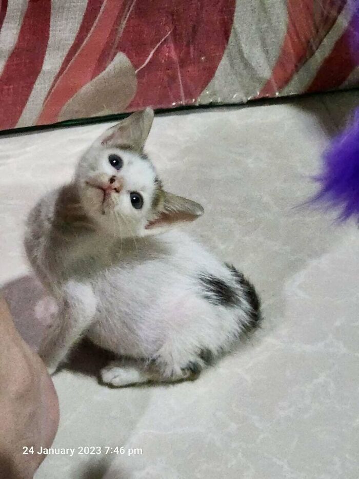 A Little Rescue He's Small But Loves To Wrestle